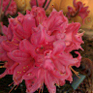 Meet your Posher, Stephen